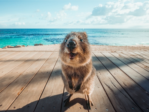 Rottnest Island